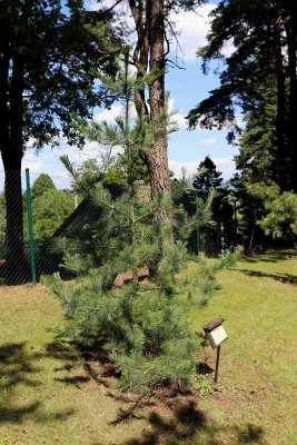 Pinus flexilis - borovice ohebná - celek
